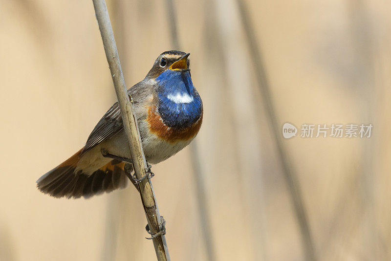 唱歌的雄性蓝喉鱼(Luscinia svecica)